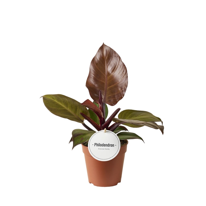 <h4>Philodendron   ...</h4>