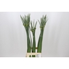 Allium Cepa Judith