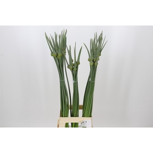 Allium Cepa Judith