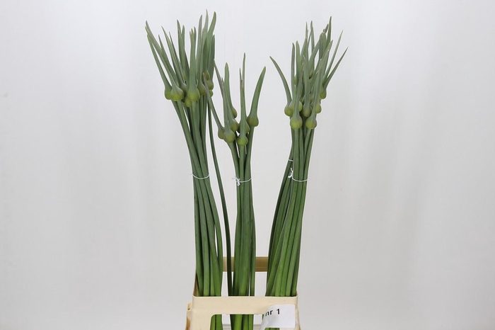 Allium Cepa Judith