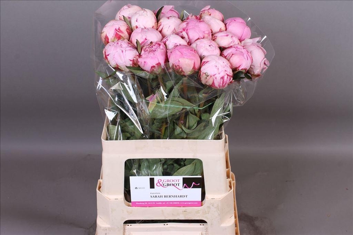 <h4>Paeonia sarah bernhardt</h4>