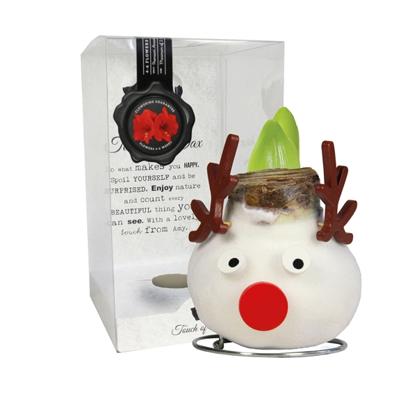 <h4>Amaryllis Red Reindeer</h4>