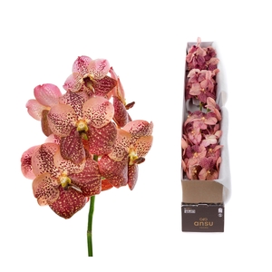 Vanda Leopard Coral