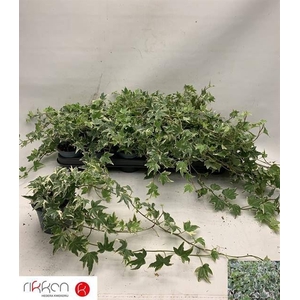 Hedera helix 'White Ripple'