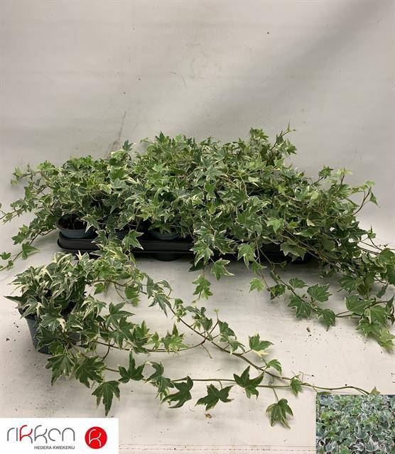 <h4>Hedera helix 'White Ripple'</h4>