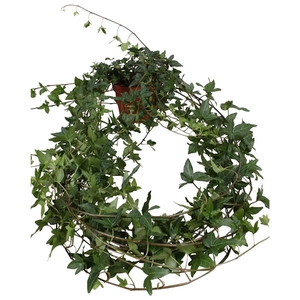 Hedera helix Shamrock lange plant