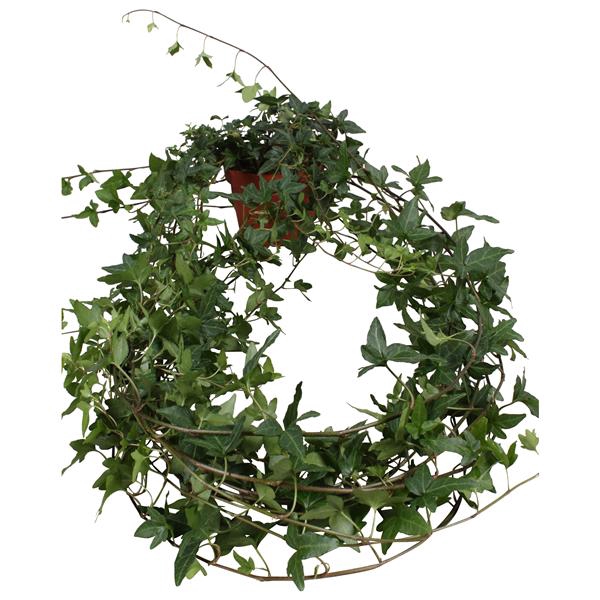 <h4>Hedera helix Shamrock lange plant</h4>