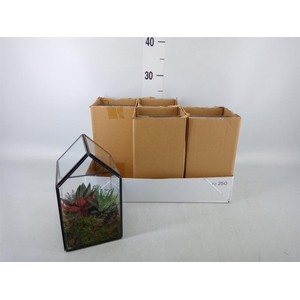 Arr.   Kamerplant Groen H%