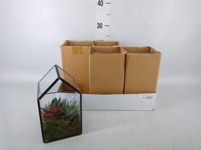 <h4>Arr.   Kamerplant Groen H%</h4>