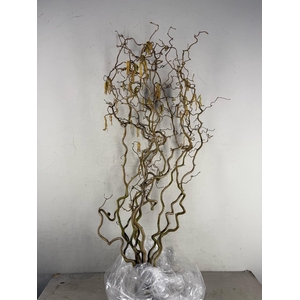 Corylus (2-Jarig)