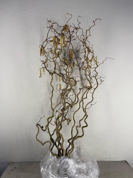 <h4>Corylus (2-Jarig)</h4>
