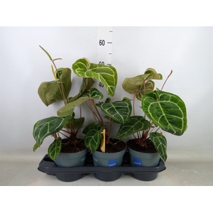 Anthurium crys. 'Karma Crystal Hyb'