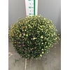CHRYSANT CARNAVAL TRICOLOR