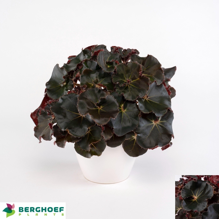 BEG ERY BLACK JUNGLE