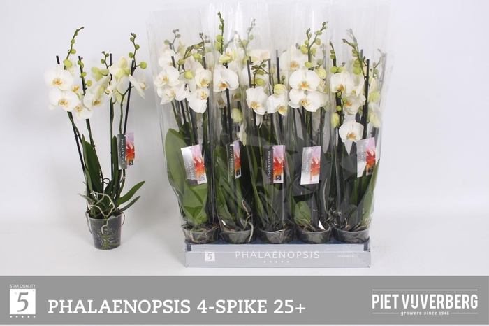 <h4>PHAL OV WIT</h4>