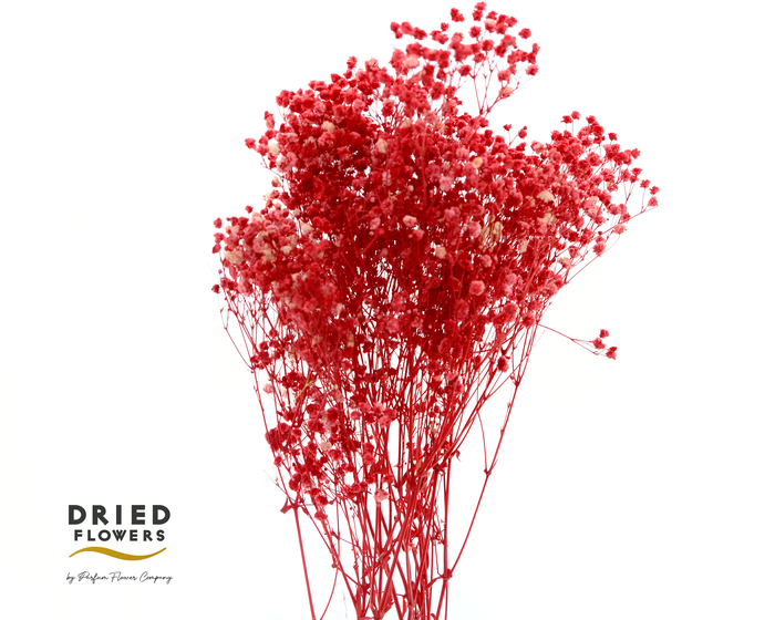 Dried Bleached Gypso Xlence Red