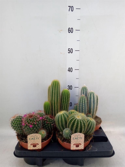 <h4>Cactus   ...mix</h4>