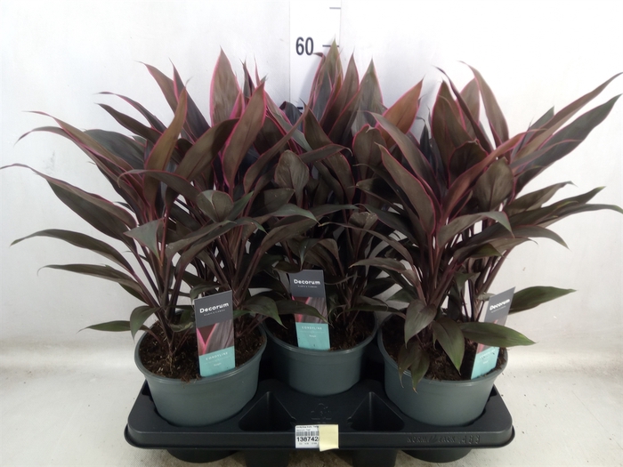 <h4>Cordyline fruti. 'Tango'</h4>