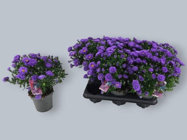 <h4>ASTER D AL D PURP LA</h4>