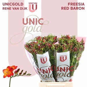 Freesia enk Red Baron