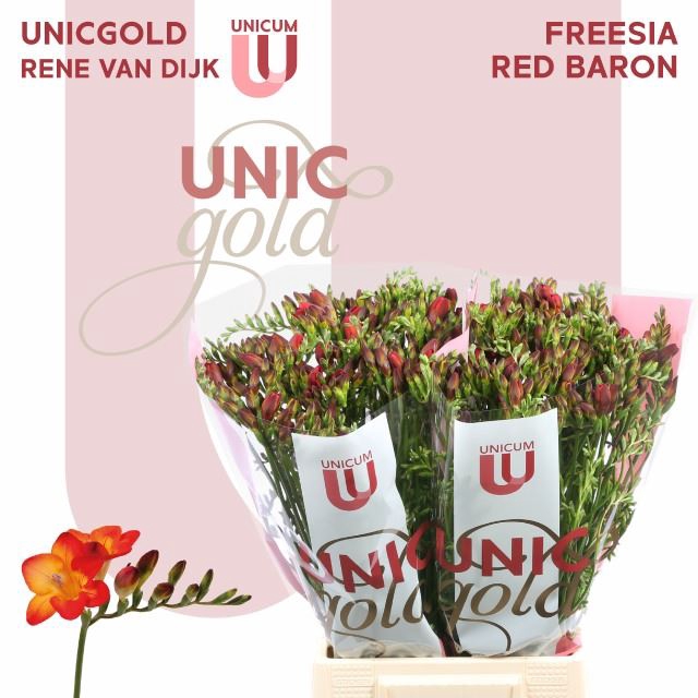 <h4>Freesia enk Red Baron</h4>