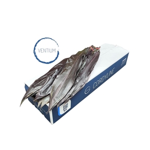 Cordyline Black Tie 80cm