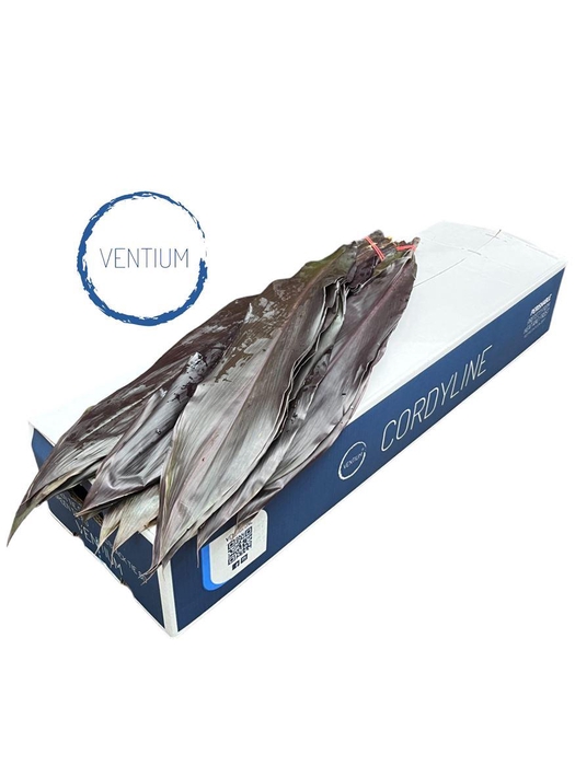 <h4>Cordyline Black Tie 80cm</h4>