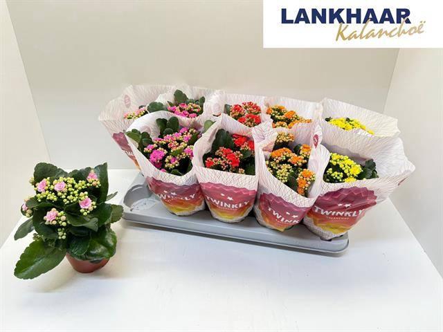 <h4>KAL GE PERF GEM 5 KL</h4>