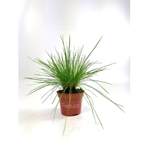 Festuca Blue Select