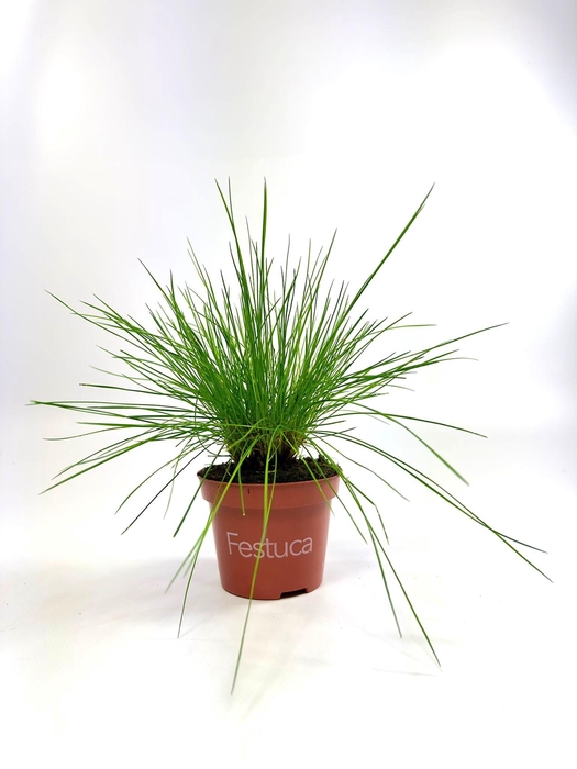 <h4>Festuca Blue Select</h4>