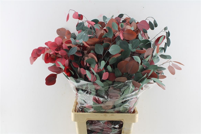 Euca Populus Stab. Mix