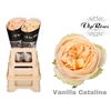 R GR VANILLA CATALINA