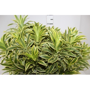 FOLHAGEM DRACENA PLEOMELE VARIEGATA