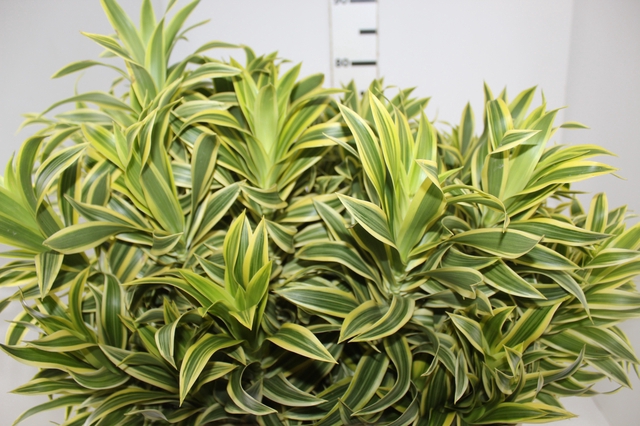 <h4>FOLHAGEM DRACENA PLEOMELE VARIEGATA</h4>