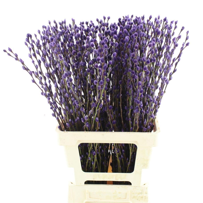 <h4>SALIX OV KLB H%</h4>