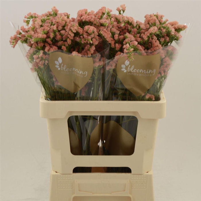 <h4>Statice Royal Orange</h4>