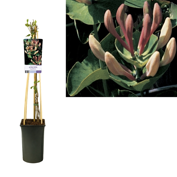 <h4>Lonicera caprifolium +light label</h4>