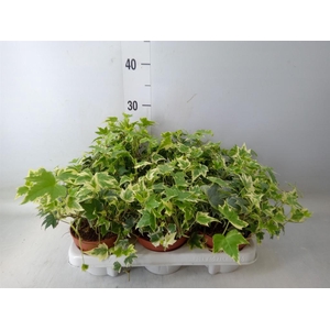 Hedera   ...variegated