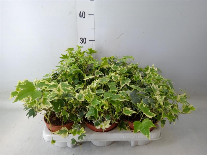 <h4>Hedera   ...variegated</h4>