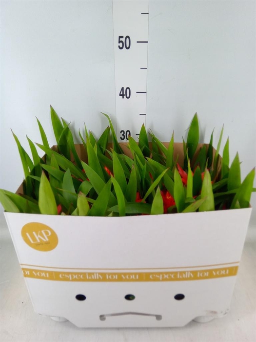 <h4>Guzmania  'Glow'</h4>