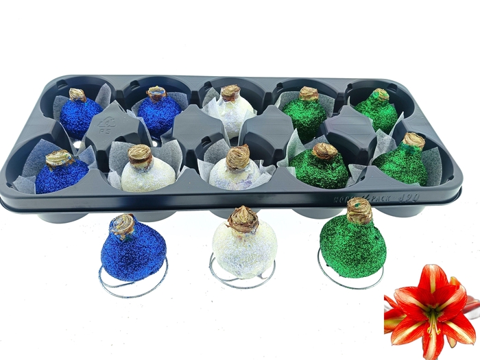 <h4>BLOEMBOL HIPPEASTRUM</h4>