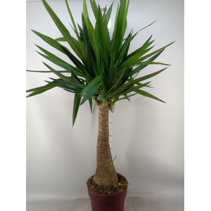 Yucca elephantipes   ...