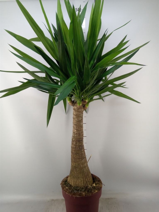 <h4>Yucca elephantipes   ...</h4>