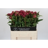 Paeonia Paul M. Wild