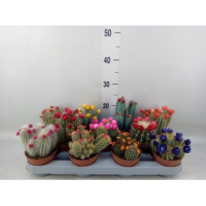 Cactus   ...decorated