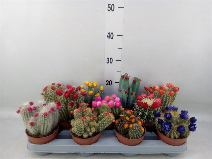 <h4>Cactus   ...decorated</h4>