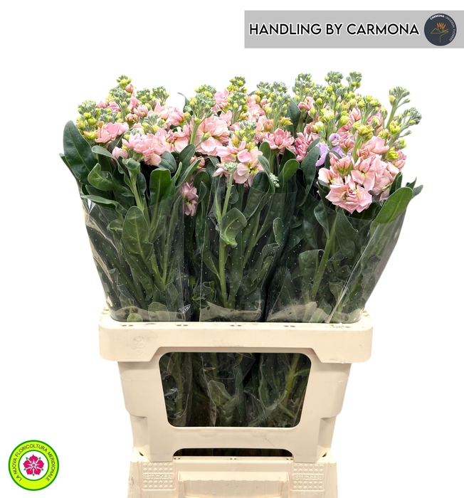 <h4>MATTH IRON APRICOT</h4>