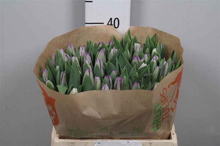 <h4>Tu Fr San Clemente</h4>