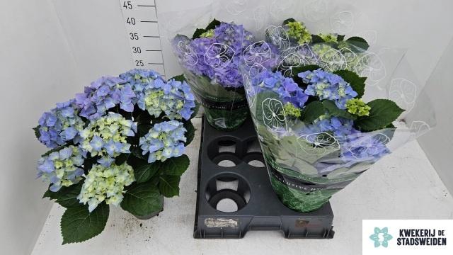 <h4>HYDR M EARLY BLUE</h4>