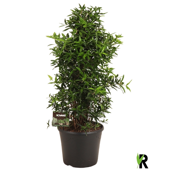 <h4>Dracaena Surculosa compacta vertakt</h4>